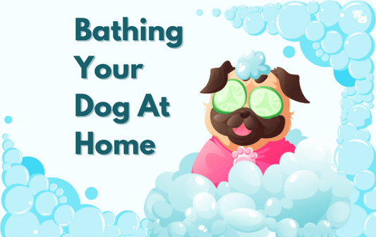 Bathing Your Dog At Home