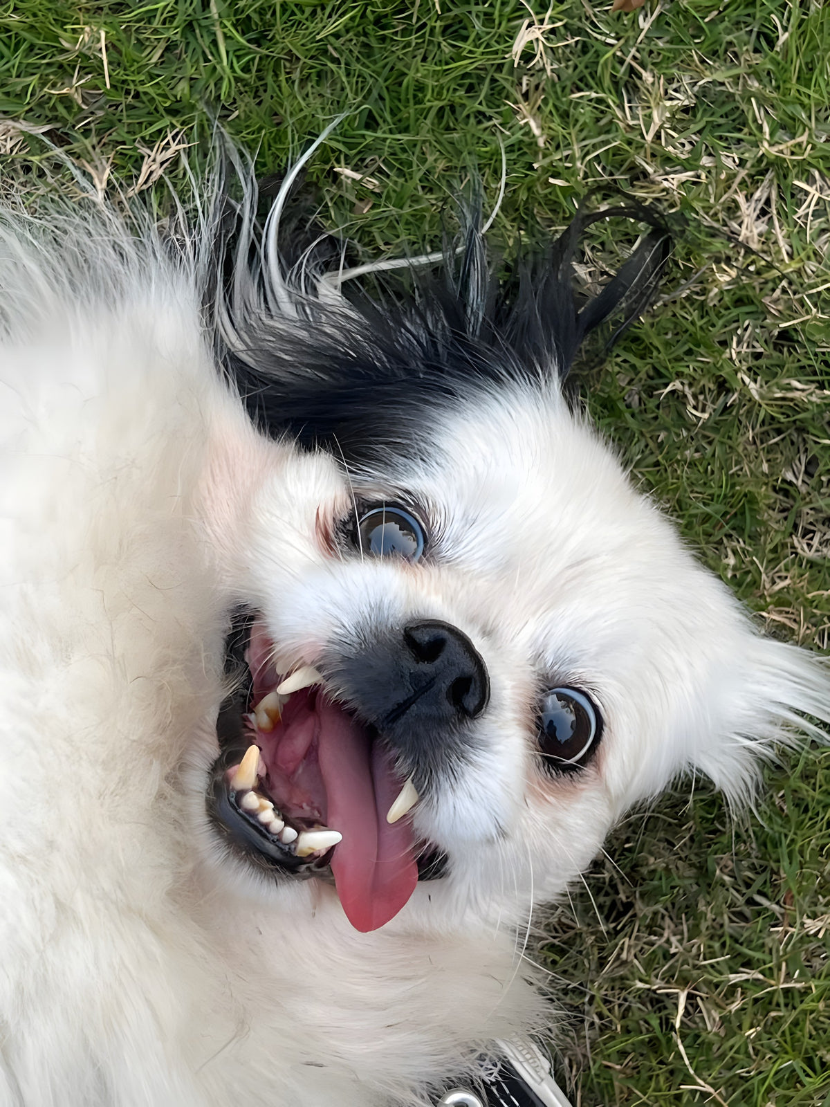 Dude upside down on the grass, tongue out, looking up at the camera