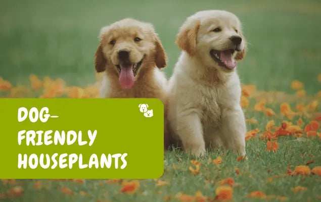 Dog-Friendly Houseplants