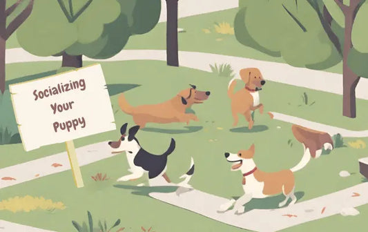 Socializing Your Puppy
