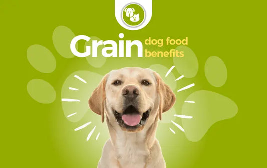 Grain Dog Food Benefits