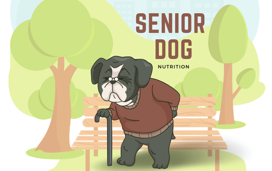 Senior Dog Nutrition