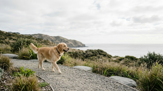 Why Dogs Thrive on a Grain-Free Diet