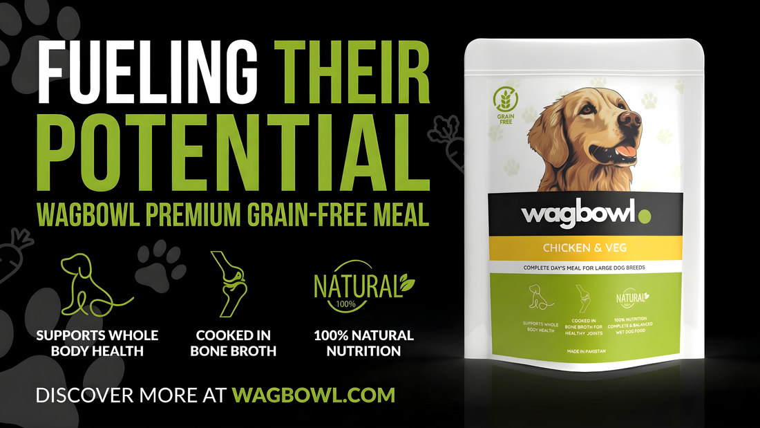 Delicious Grain-Free Wet Dog Food for Health-Conscious Pups