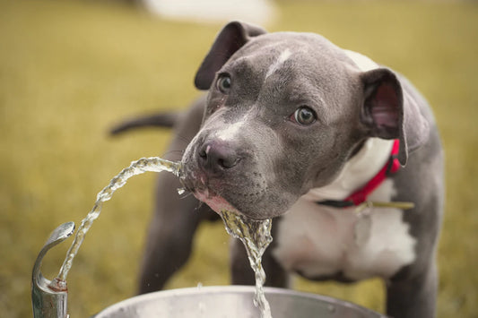 The Importance of Hydration for Dogs and Wet Food