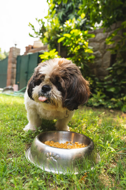 High-Protein, 100 Natural Wet Dog Food for Active Pups