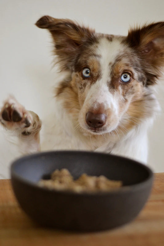 Seamless Switch How to Transition Your Dog to Wet Food