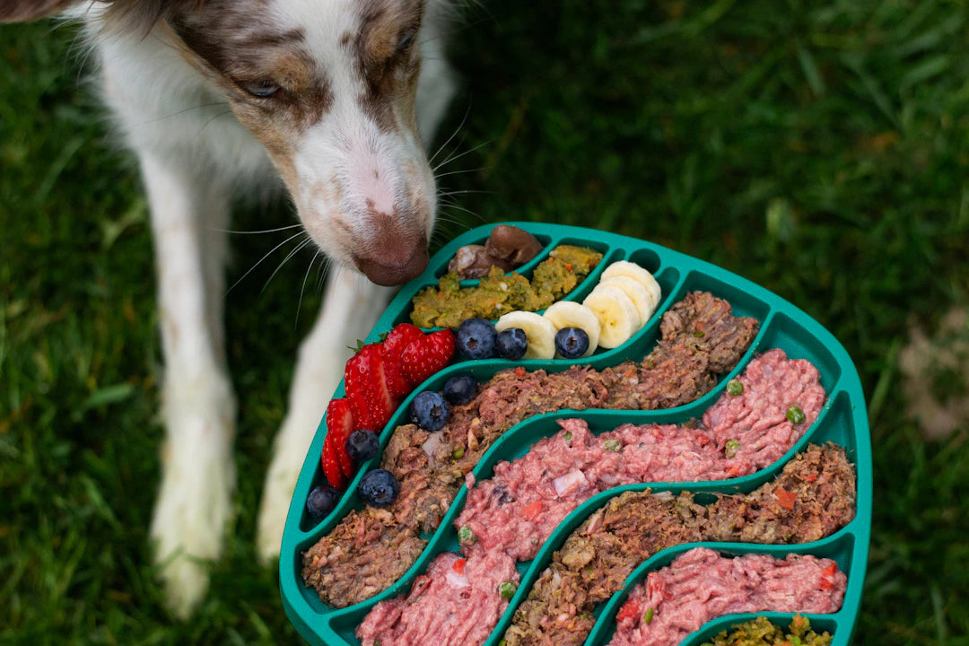 Natural Wet Dog Food for Balanced Nutrition