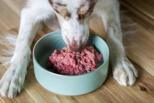 The Benefits of Feeding Your Dog 100 Natural Wet Food