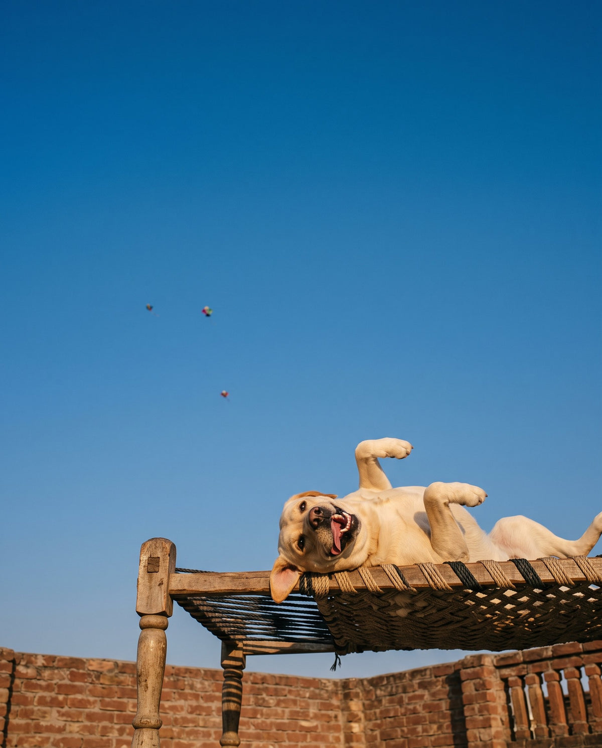 A happy Labrador lying on its back on a charpai on a Lahore rooftop, kites in the blue sky