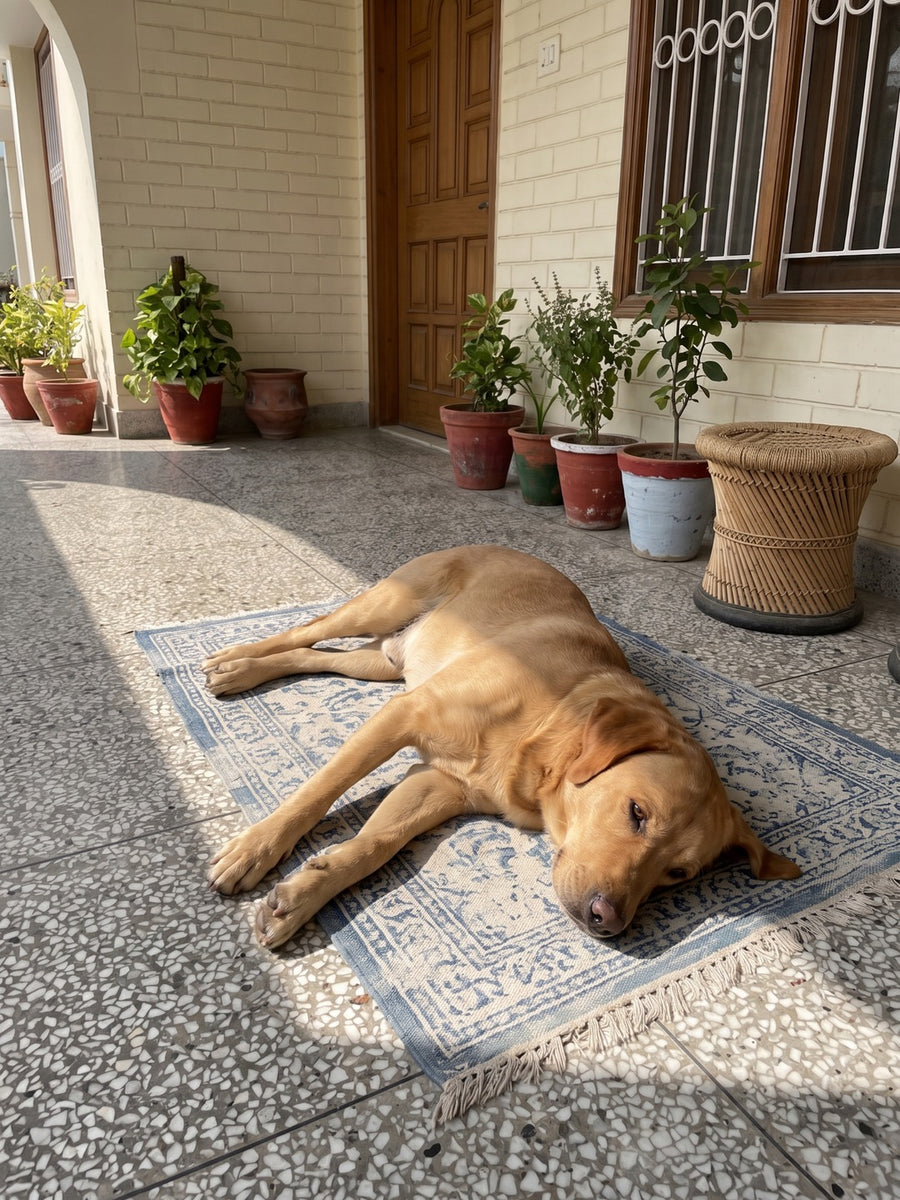 A yellow Labrador asleep on a durrie in the winter sun on a veranda