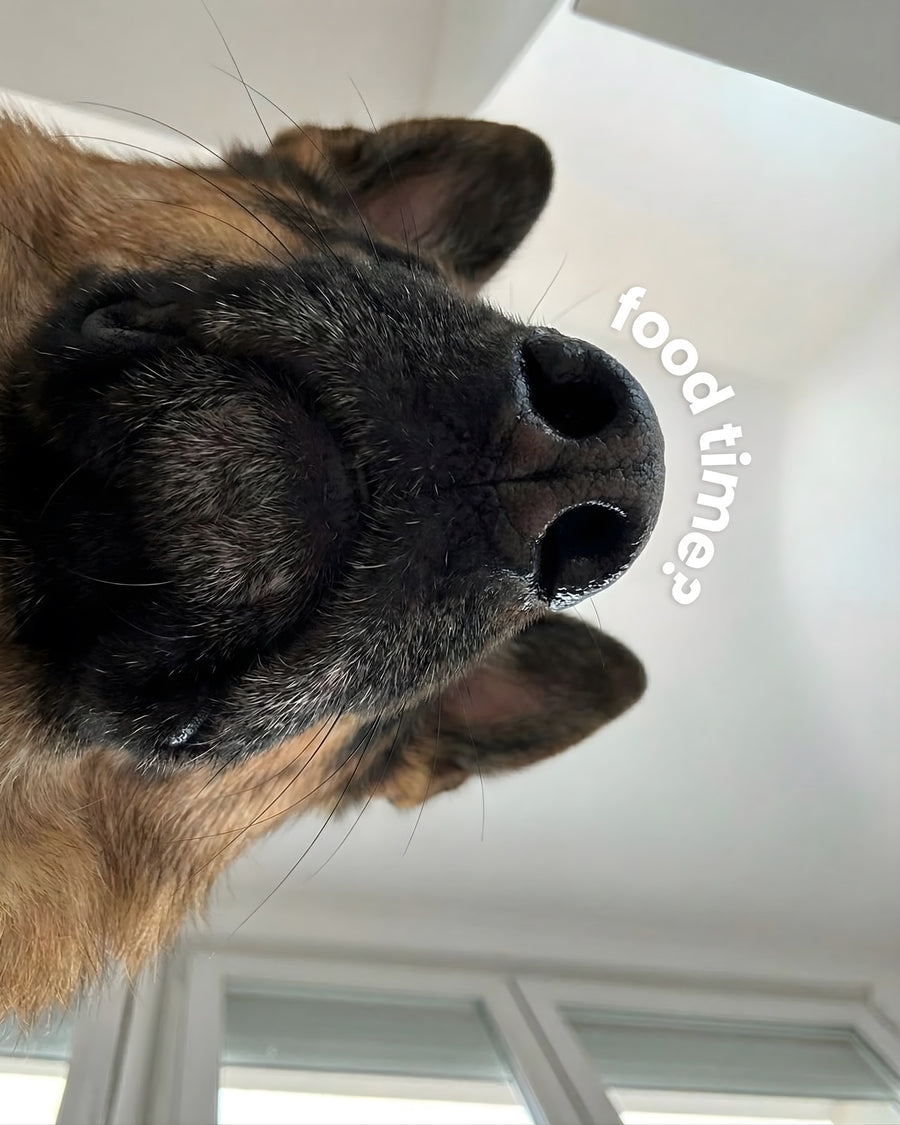 A dog's nose up close to the camera, with the words food time