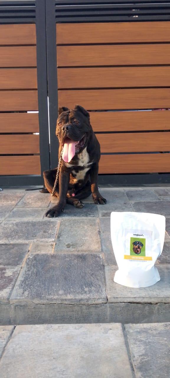 Thor, a Cane Corso, sitting next to a pouch of Wagbowl