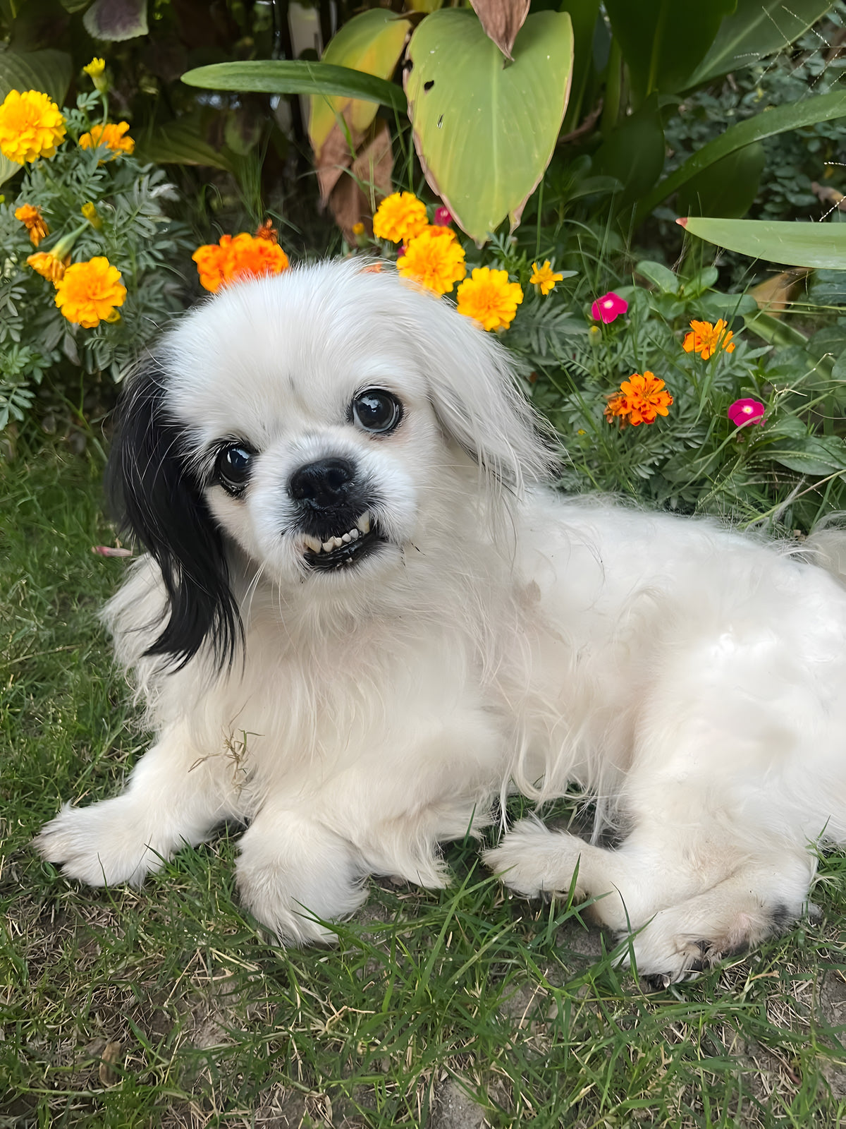 Dude, a white Shih Tzu cross with one black ear, lying on the grass in front of orange marigolds