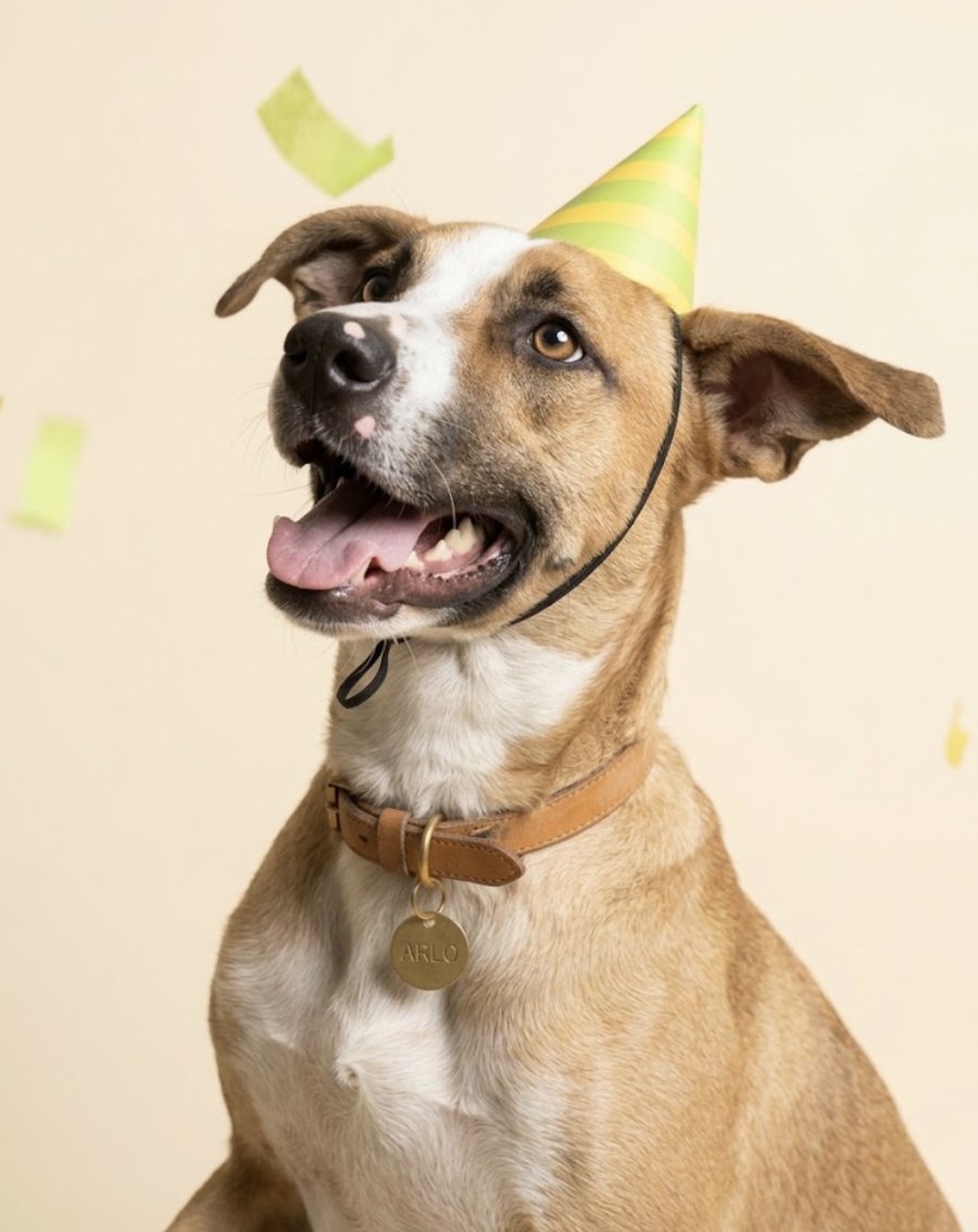 Arlo, a rescue dog at Todd's Welfare Society, in a party hat, eyeing confetti