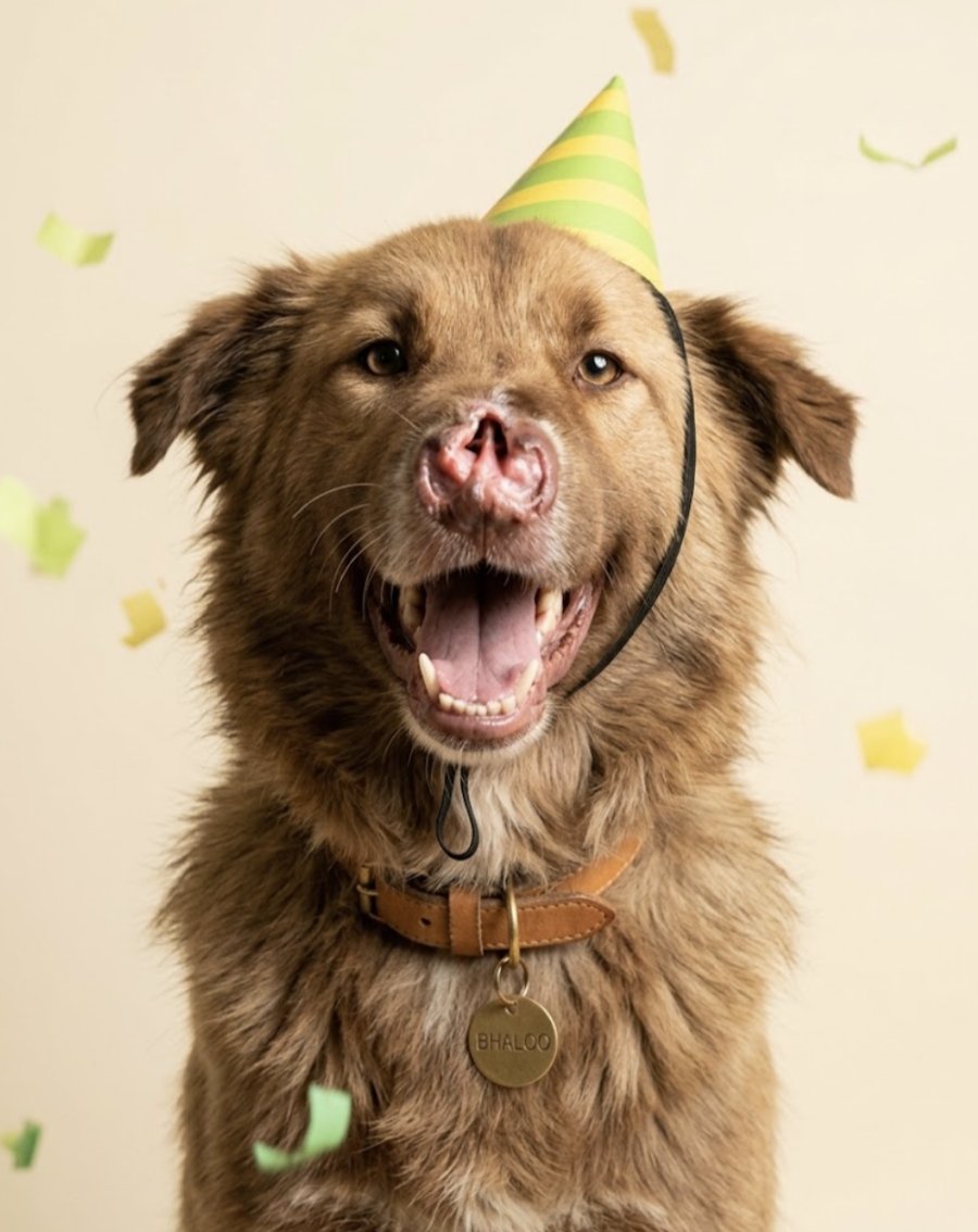 Bhaloo, a rescue dog at Todd's Welfare Society with a scarred nose, in a party hat