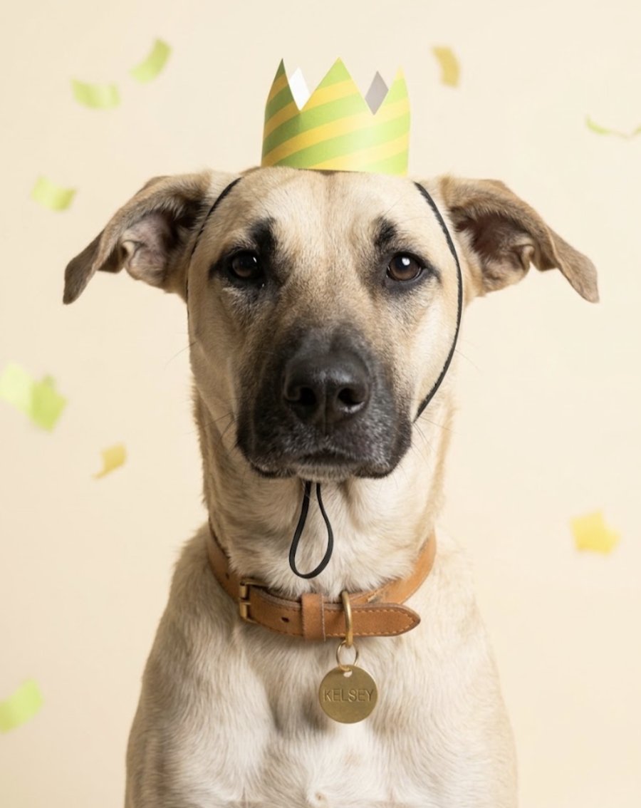 Kelsey, a rescue dog at Todd's Welfare Society, wearing a paper party crown