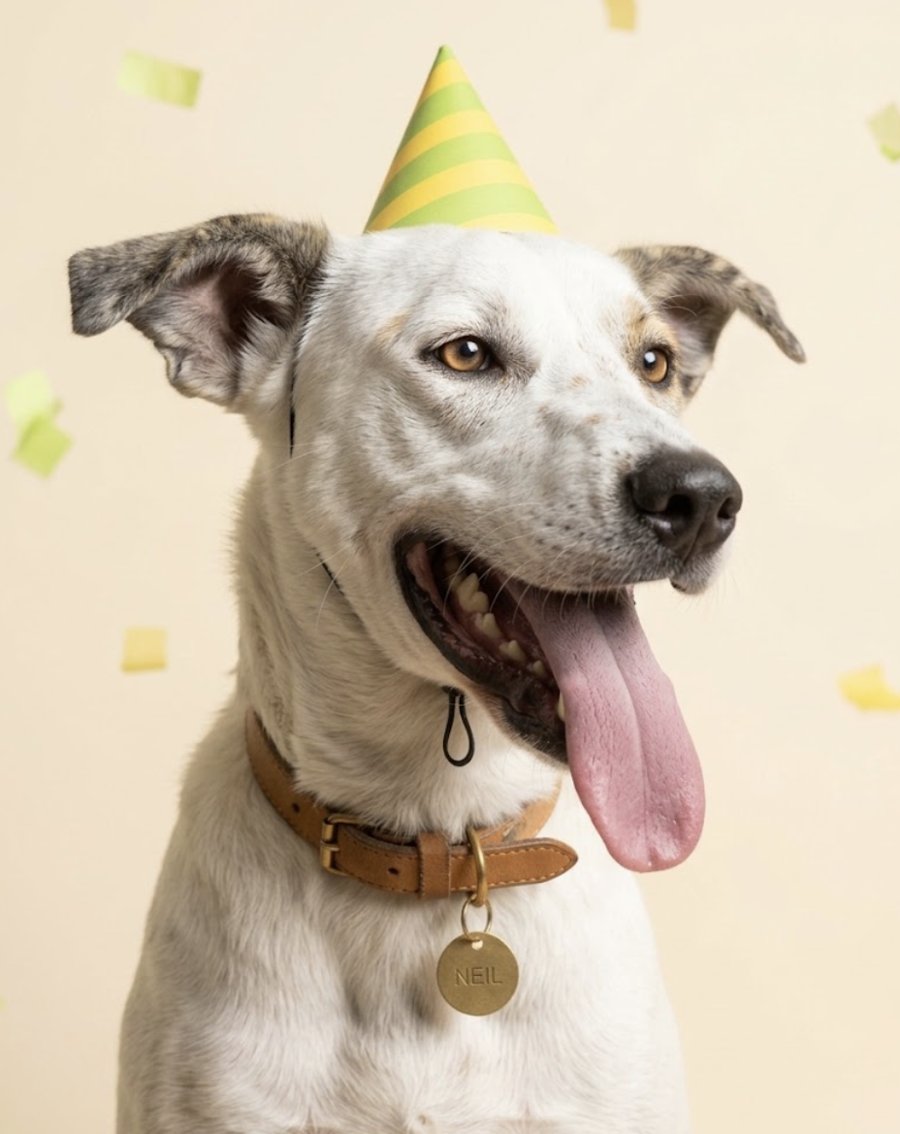 Neil, a rescue dog at Todd's Welfare Society, in a party hat, laughing