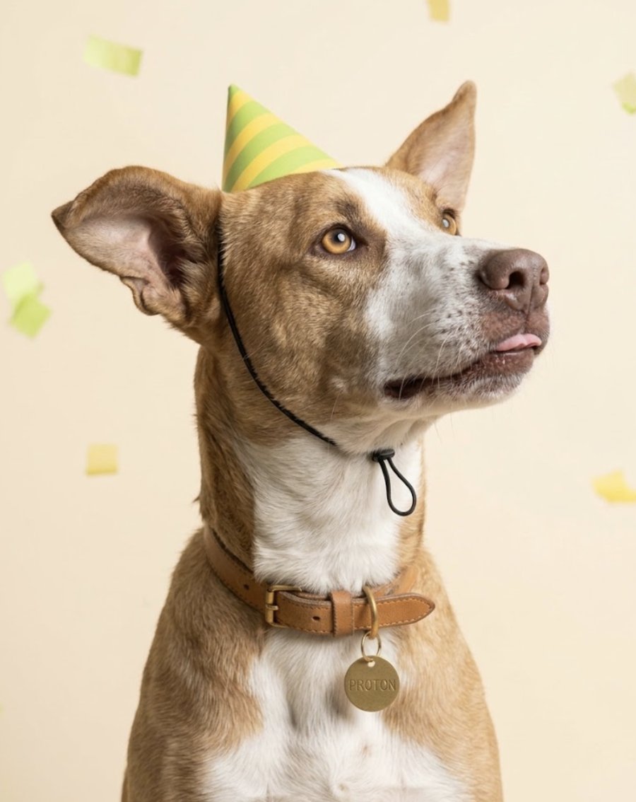 Proton, a rescue dog at Todd's Welfare Society, in a party hat, looking up