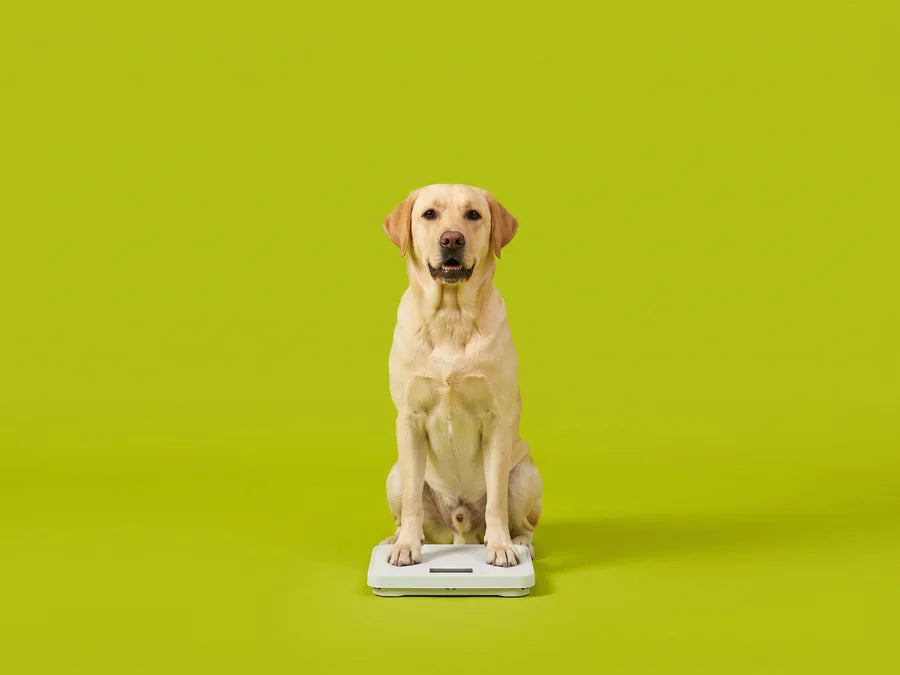 A Labrador sitting on a bathroom scale